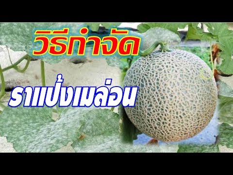 รักษากลาก Saratov ปรากฏตัวครั้งแรกของโรคสะเก็ดเงิน