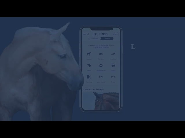 Selle Fran&ccedil;ais &ndash; Jument &ndash; Alezane &ndash; 164cm &ndash; 9ans