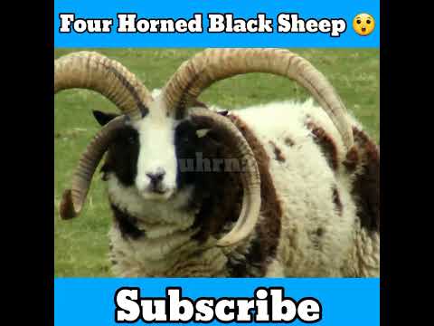 , title : '4 horned black sheep #short #subscribe #status #share #uhrn2 #uhrn5'