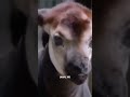 The Mysterious Forest Giraffe Okapi