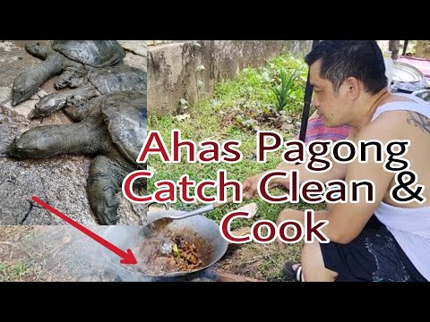 Catch, Clean & Cook Adobo sa Gata Ahas Pagong "Soft Shell Turtle" #diskartengulam