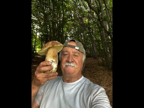 Sorprese in pineta.🌲🌲🌲🌲 "A piou nen a pusu pa". 🍄🍄4K