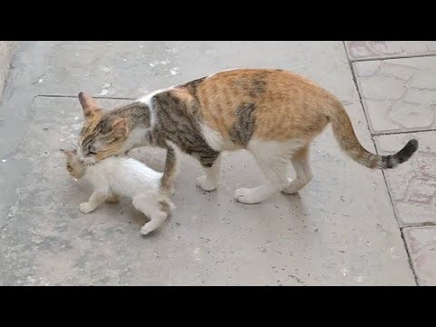 Mother Cat Carrying Kittens To Safe place | Mother Cat teaching Manners To her Kittens