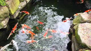 2015-04-11 Senso-Ji Temple, Tokyo