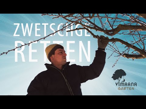 Obstbaumschnitt an einer Zwetschge