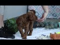 Goldendoodle dogs for sale: Molly - Video 1