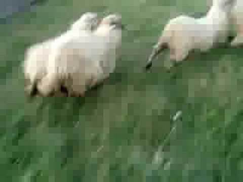 Neagra sarului sub teroare