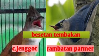 Download lagu Masteran cucak jenggot dan rambatan paruh merah dgn jeda mp3