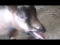 Crazy Frog - Axel F (Goat Remix) 