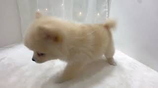 ハーフ犬の動画01