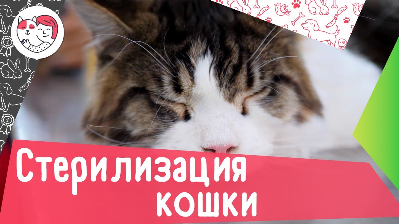 Как подготовить кошку к стерилизации: 5 советов