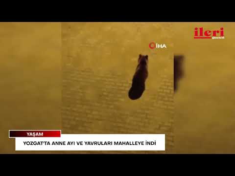 Yozgat'ta anne ayı ve yavruları mahalleye indi | İleri Gazetesi