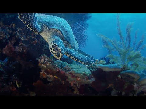 Mořské želvy - školní prezentace