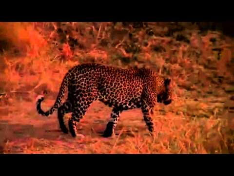 Anderson Male Leopard Makes his Debut  June 29, 2015