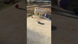 Video preview image #1 Gerberian Shepsky Puppy For Sale in Corona, CA, USA