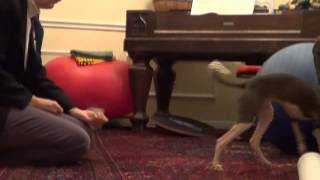 Peter Puppy Tricks 1