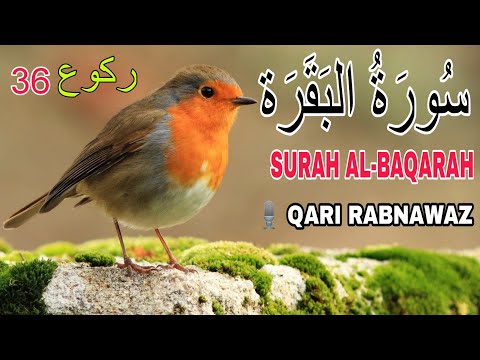 Surah Baqarah [ 261-266 ] Soulful Recitation Which Refreshes Your Divinity