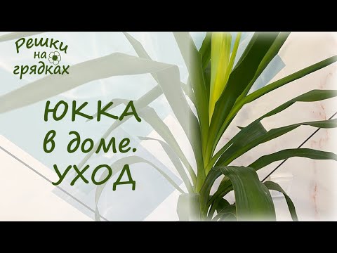 Юкка Уход в домашних условиях