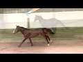Cheval de sport - 3 ans