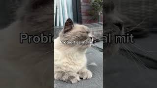 Die Beste Bürste für Katzen!❤️