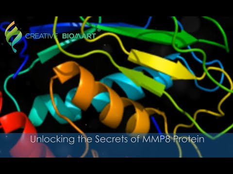 Unlocking the Secrets of MMP8 Protein