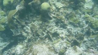 preview picture of video 'Coral Reefs @ Playa del Carmen'