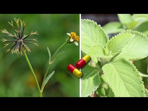 20 MEDICINAL and MIRACULOUS Plants You Should Have in Your Home