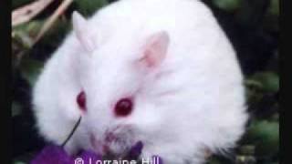 every dog has its day lyrics