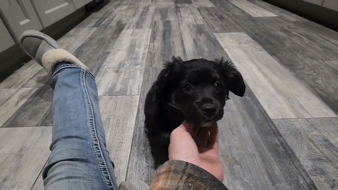 Cedar, an adopted mixed breed in Seattle, WA video 6/6