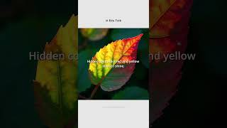 Why Do Leaves Change Color? | The Divine Design Behind Fall 🍂