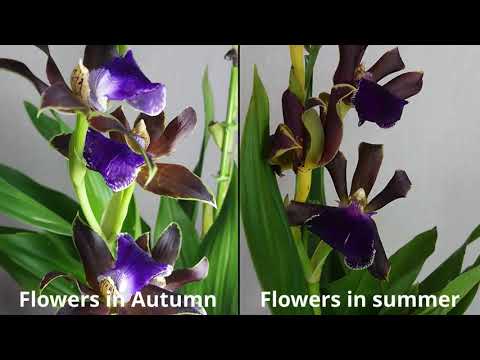 園芸 ジゴペタルム