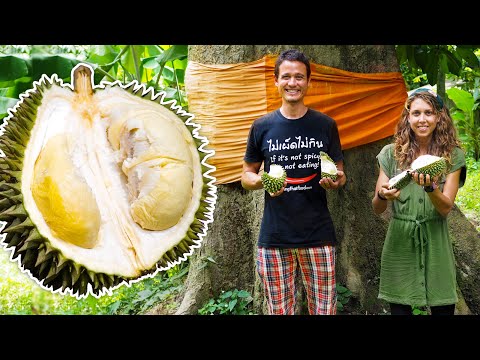 We Ate Durian From a 300 Year Old Tree!! 🌳 | EXOTIC FRUIT in Phatthalung, Thailand