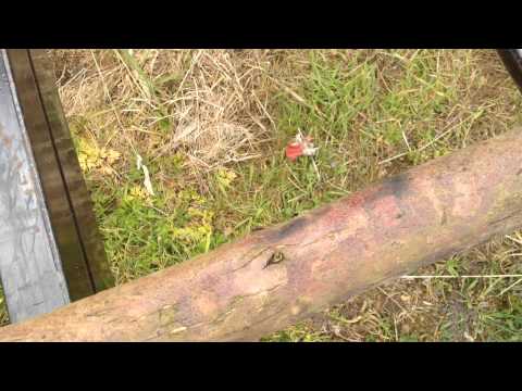 Yew branch for Long Bow making