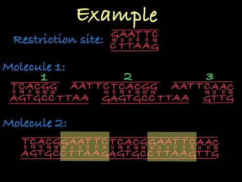 Restriction Enzymes (Restriction Endonucleases)