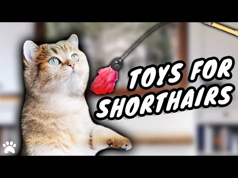 What Toys Should I Buy For My British Shorthair Cat?