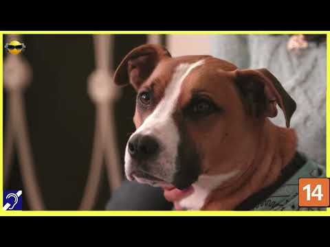 Tv Educativa Explicando a Inteligencia Animal  Netflix Dblado e com Legendas Corte 05