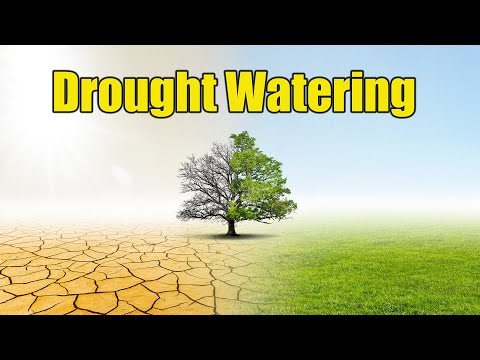 Bermuda Lawn Watering Schedule During Droughts