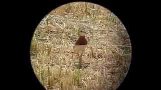 preview picture of video 'Caspian Plover - Charadrius asiaticus'