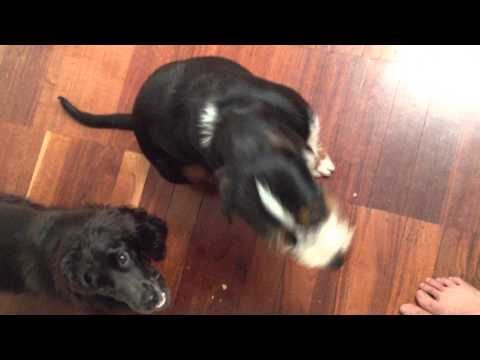 Chesta The Wonder Dog displaying How to eat a treat (Teach your dog How to eat a Treat)