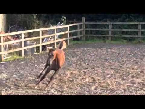 Tamikaa (Makisa Adaggio x Tamishaa