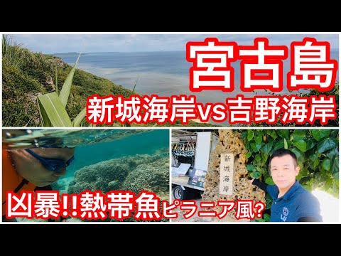Miyakojima★Costa Aragusuku vs. Costa Yoshino... Violento!! Peixes tropicais parecidos com piranhas? Fotografia subaquática mergulho com snorkel Vista espetacular do mar do ponto mais alto de Miyakojima ⚠️ Eu interpretei mal "Aragusuku" como "Arashiro"... Peço desculpas sinceramente. Masu …⚠️