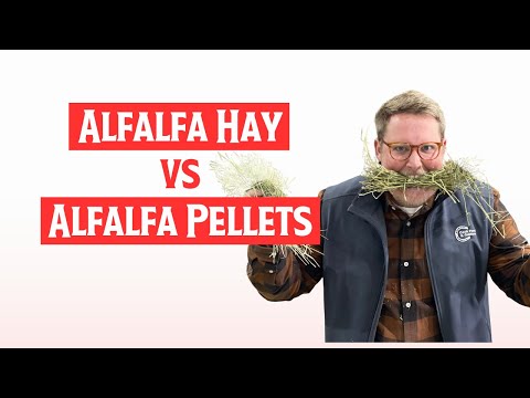 Alfalfa Hay vs Alfalfa Pellets