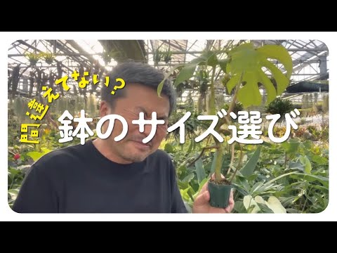 ピストンスパー 植物