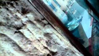 ZBIGNIEW PREISNER -_-) The Double Life of Weronika: Véronique