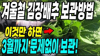 김장배추 겨울철 이것만 하면 3월까지 문제없이 보관! 가장 쉽고 오래보관하는 방법!