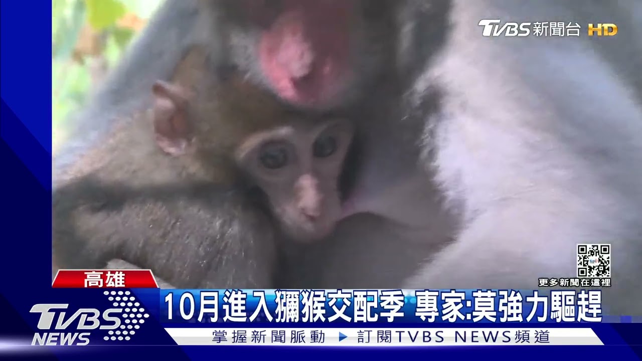 調皮的新同事?台灣獼猴闖入鼓山高中 老師私藏水果遭殃