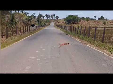 Estrada do Palmeiral Esperantinópolis Maranhão 🇧🇷