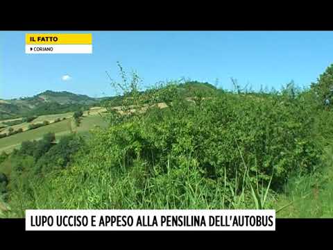 CORIANO LUPO UCCISO E APPESO