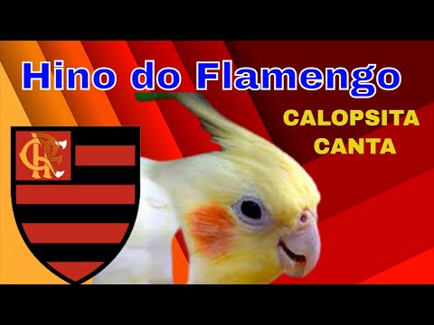 Hino do Flamengo para Calopsita com Fiu Fiu