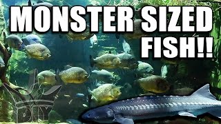 This was an IMPRESSIVE Aquarium!!